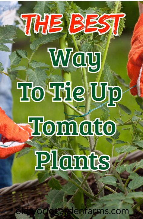 Tie Up Tomato Plants, Trimming Tomato Plants, Tomato Plant Trellis, Staking Tomato Plants, Tomato Plant Diseases, Tomato Plant Food, Tomatoes Plants Problems, Hanging Tomato Plants, Tanaman Tomat