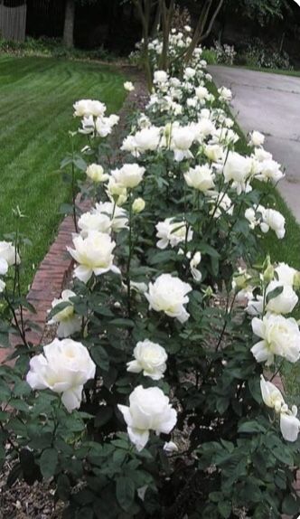 Landscape Garden Ideas, Rose Garden Landscape, Rose Garden Design, Rose Belle, Front Garden Landscape, Cottage Garden Design, Moon Garden, Landscape Garden, Beautiful Flowers Garden