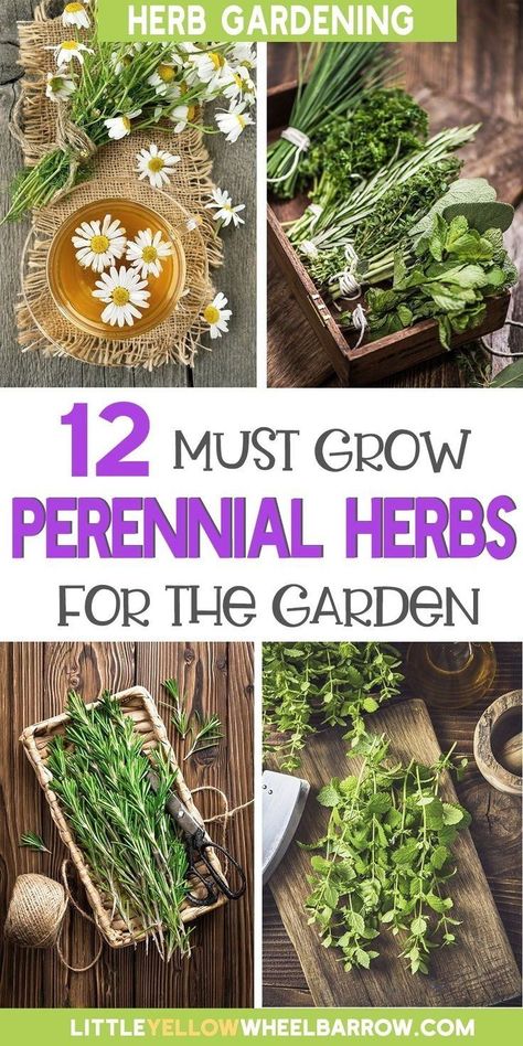 Perrenial Herbs, Chives Plant, Best Herbs To Grow, Small Herb Gardens, Outdoor Herb Garden, Windowsill Garden, Medicinal Herbs Garden, Diy Herb Garden, Herb Garden Design