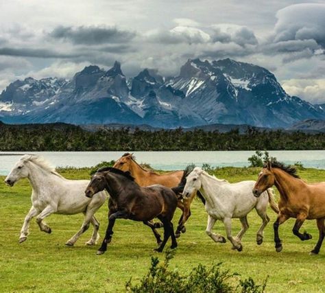 Herd Living Simple Life, Visit Chile, Torres Del Paine National Park, Horses Running, Horse And Human, Beautiful Arabian Horses, Horse Wallpaper, Pretty Horses, Horse Photography