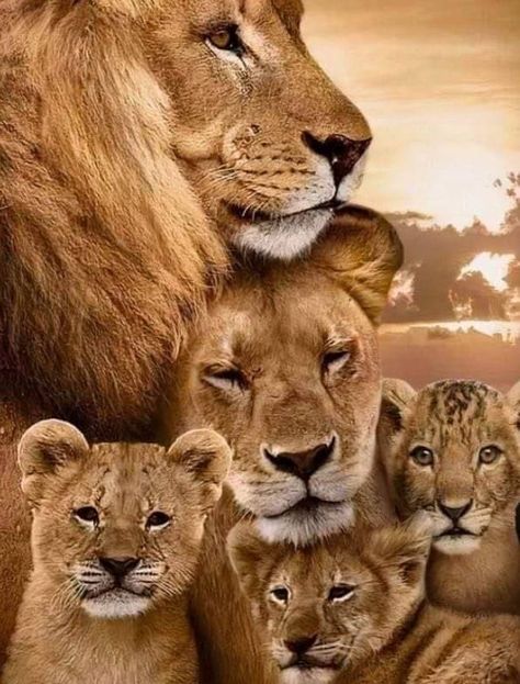 Lion Live Wallpaper, Lion Couple, Lion Tattoo Sleeves, Lion Family, Lion Photography, Lion And Lioness, Lion And Lamb, Lion Love, Lion Painting