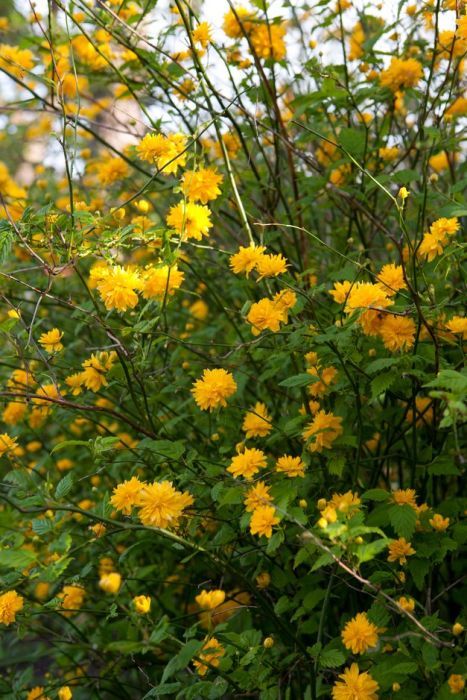 Find help & information on Kerria japonica 'Pleniflora' (d) double-flowered Japanese rose from the RHS Garden For Dogs, Zone 5 Plants, Kerria Japonica, Swedish Garden, Shrubs For Shade, Terrace Plants, Southwest Garden, Plant Notebook, Japanese Inspired Garden