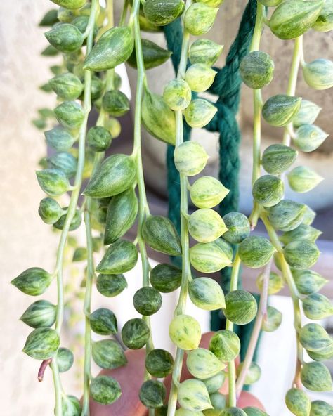 Angels Tears Plant, Wishlist Plants, Angel Tears, Reference For Art, Succulent Plant, Plant Lady, Cacti And Succulents, Succulent, Grapes