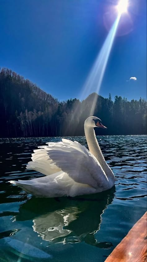 White Swan, Swans, Blue Sky, Log, Cute Animals, Forest, Birds, Lake, Wallpapers