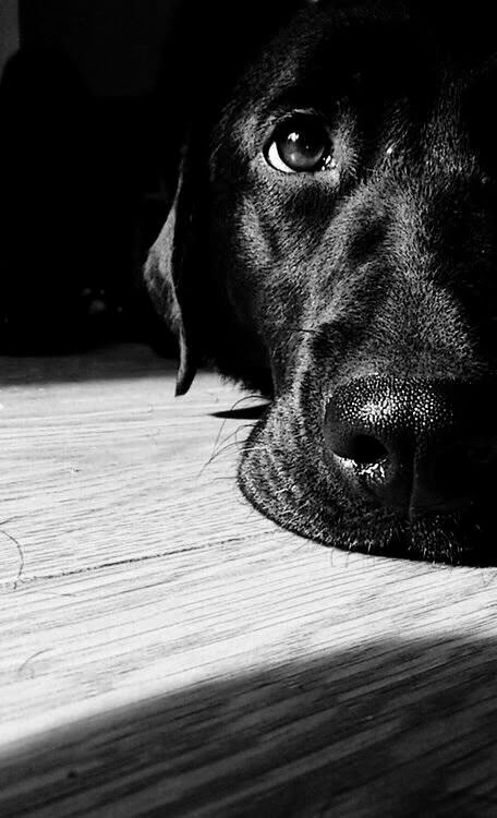 White Dog Photography, Dog Photoshoot Pet Photography, Labrador Noir, Animal Photoshoot, Dog Photoshoot, Black Labrador Retriever, Black And White Dog, Pet Photography, Labrador Retriever Dog