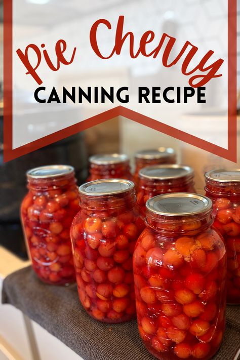 This Pie Cherry canning recipe is super fast and easy... Canning pie cherries is so much easier than you probably think! And the results are the most delicious, healthy, pie cherries in your pantry Apricot Freezer Jam Recipe, Canning Cherries, Creative Canning, Chunky Salsa Recipe, Healthy Pie, Salsa Canning Recipes, Canning Tomatoes Recipes, Water Bath Canning Recipes, Preserving Recipes