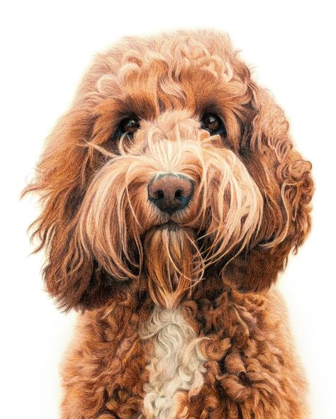 I seem to have gotten into the habit of posting my finished portraits in a reel but not the photo 🫣 So here’s Mabel! 🧡 She’s a super duper curly Australian labradoodle, that was commissioned as a gift last year. #australianlabradoodle #australianlabradoodlesofinstagram #curlydog #ilovemydog Dog Labradoodle, How To Draw A Labradoodle, Paintings Of Dogs, Cute Dog Painting, Golden Doodle Painting, Golden Doodle Art, Goldendoodle Aesthetic, Labradoodle Drawing, Doodle Dog Art