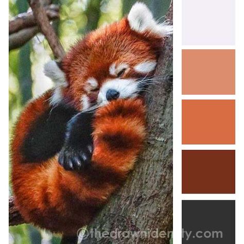 Animal Colour Palettes | The Drawn Identity | Amanda Lee Teal Mood Board, Colour Palate, Amanda Lee, Room Vibes, Cool Color Palette, Color Palette Challenge, Red Pandas, Red Colour Palette, Color Schemes Colour Palettes