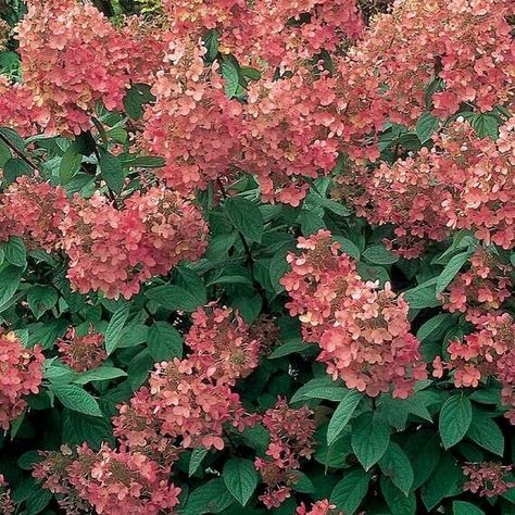 Hydrangea Paniculata Pink Diamond Dark Pink Shades, Pink Diamond Hydrangea, Hydrangea Pink, Hydrangea Paniculata, Pink Shades, How To Attract Birds, Water Wise, How To Attract Hummingbirds, Flowering Shrubs