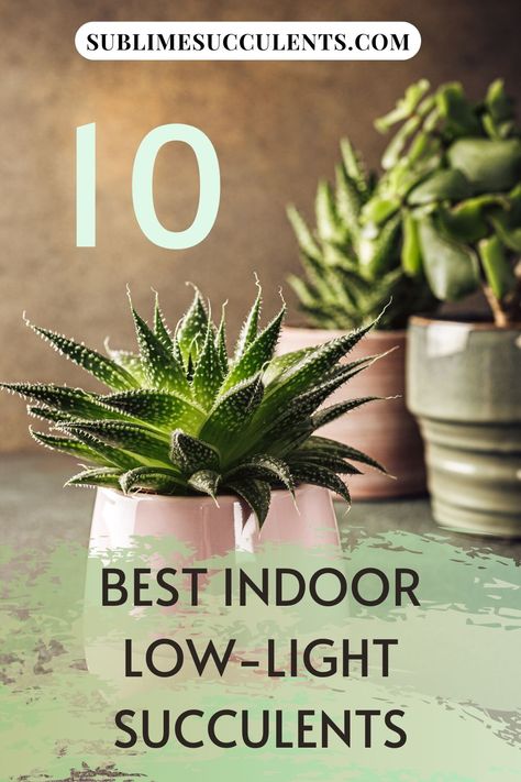 Indoor Interior Design, Low Light Succulents, Outdoor Succulents, Succulents Ideas, Succulent Care Tips, Succulent Garden Ideas, Succulent Species, Indoor Succulents, Gardening Tricks