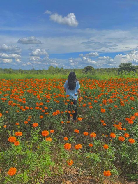 Marigold Field, Field Photoshoot, Ideas Pose, Like Animals, Cute Funny Animals, Photography Ideas, Funny Animals, Yard, Natural Landmarks