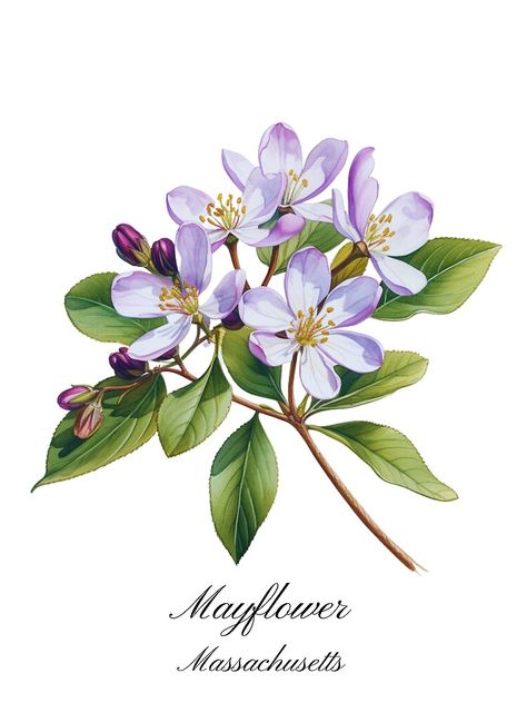 "Massachusetts State Flower-Mayflower" Poster for Sale by Counterbalance Dzigns Mayflower Art, Massachusetts Tattoo, Outline Drawing, Bee Tattoo, Sister Tattoos, Outline Drawings, May Flowers, Flowers And Leaves, Botanical Illustration