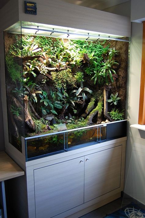 Dart Frog Vivarium, Bioactive Vivarium, Frog Terrarium, Gecko Terrarium, Taman Air, Reptile House, Aquascape Design, Reptile Room, Aquarium Terrarium