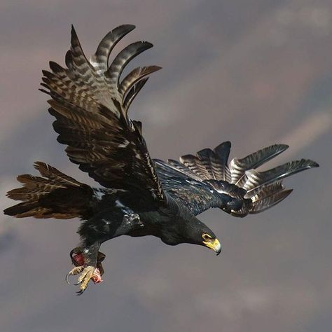 . Photo by @jaywildpix Verraux's (Black) Eagle. #wildlife #southafrica #birds #eagle #africa #avian #nature #BlackEagle #jaywildpix Eagle Wallpaper, Eagle Pictures, Bird Flying, Black Eagle, Image Nature, The Eagles, Bird Supplies, An Eagle, Bird Pictures