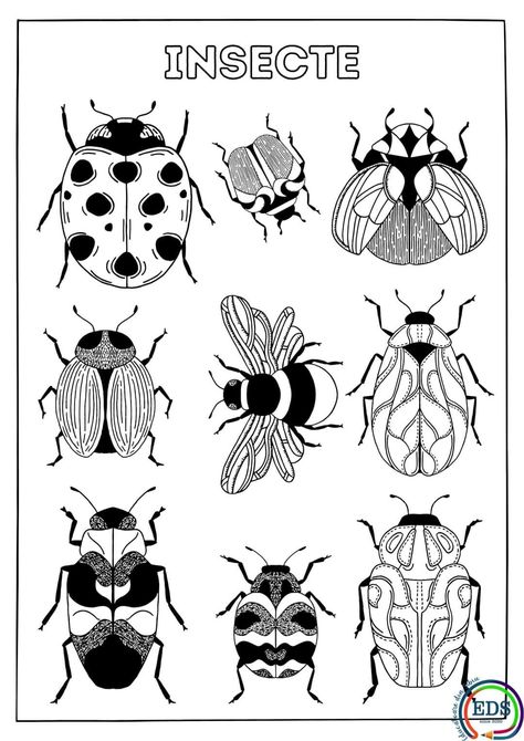 Insect Printables, Nature Coloring Pages, Children Coloring Pages, Kids Colouring, Beetle Art, Insect Art, Camping Art, Colouring Books, Elementary Art