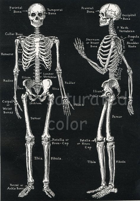 Human Skeleton Anatomy Vintage Diagram - Bones - Bony Scaffolding of Man's Body - 1935 Diagram. $12.00, via Etsy. Chiropractic Tattoo, Vintage Diagram, Human Anatomy Chart, Anatomy Vintage, Skeleton System, The Human Skeleton, Human Skeletal System, Human Skeleton Anatomy, Anatomy Images