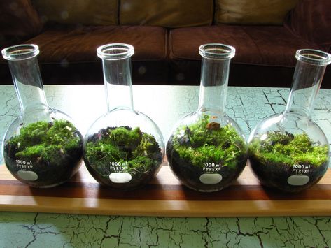 test tube terrariums Tube Terrarium, Laboratory Interior, Science Wedding, Science Laboratory, Diy Science Experiments, Test Tubes, Diy Science, Terrarium Diy, Garden Terrarium