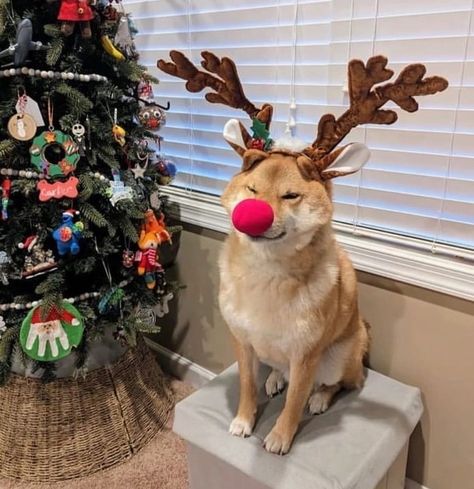 Funny Dogs, Dog Breeds, Reindeer, Cute Animals, Memes, Dogs, Funny, Animals, Quick Saves