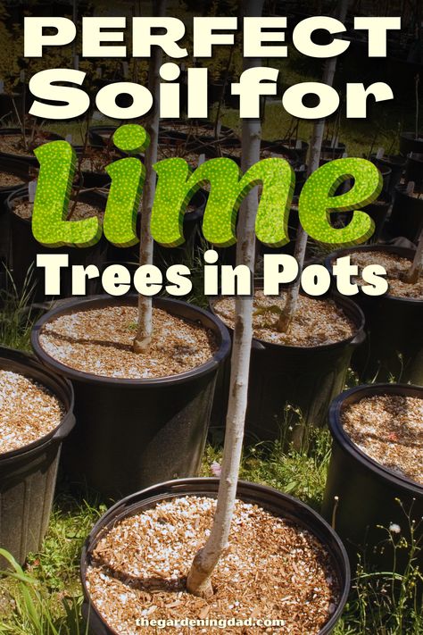 Lime Trees In Pots, Key Lime Tree In Pot, Potted Lime Tree, Lime Tree In Pot, Growing Limes, Mexican Lime Tree, Farming Hacks, Plants Medicinal, Key Lime Tree