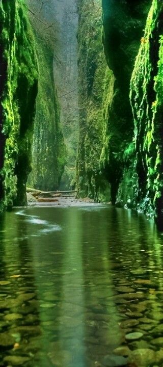 Emerald Gorge, Columbia River, Oregon. Landscape - Nature - Travel - Photography - Color @✔ b l a c k w h i t e Ancient Agriculture, Hiking Inspiration, Fern Canyon, Water Falls, Columbia River Gorge, Columbia River, Beautiful Waterfalls, Pretty Places, Places Around The World