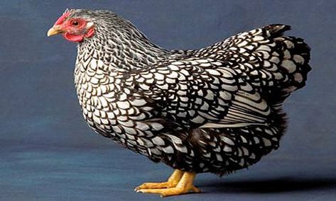 There are various types of chicken breeds that you can raise for home, educational, or business purposes. Silver Laced Wyandotte Chickens, Wyandotte Hen, Black And White Chickens, Wyandotte Chicken, Chicken Pictures, Types Of Chickens, Backyard Chicken Farming, Beautiful Chickens, Backyard Flocks