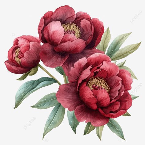 watercolor burgundy peonies flower bouquet Burgundy Peony Bouquet, Burgundy Peony, Burgundy Peonies, Peonies Watercolor, Transparent Watercolor, Wine Red Color, Red Color Schemes, Watercolor Bouquet, Bloom Blossom