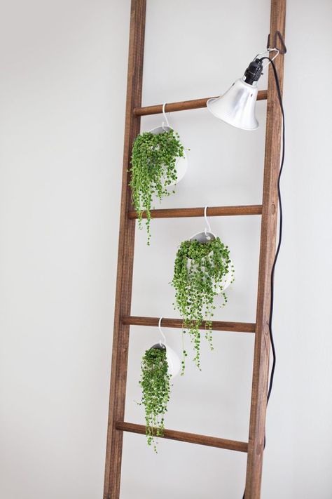 Repurposed Ladders, Old Ladder, Farmhouse Side Table, Plants Growing, Cute Dorm Rooms, Blanket Ladder, Deco Originale, A Ladder, Beautiful Mess