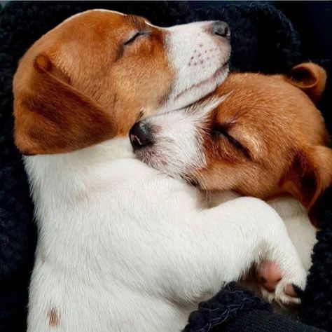 Chien Jack Russel, Jack Russell Terrier Puppies, Jack Russell Puppies, Jack Russell Dogs, Jack Russells, Terrier Puppies, Bull Terrier Dog, Russell Terrier, Jack Russell Terrier