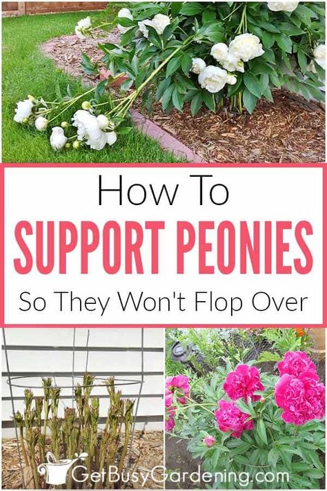 Learn how to support delicate peony flowers so they won’t fall over, or flop to the ground every spring. You can make homemade peony supports with just a few simple materials, and these step by step instructions. Find plenty of premade and DIY cage ideas here. Pick the perfect way to stake drooping peonies based on size. And learn when the best time is to install your structure to have long-lasting, upright blooms this summer. Grow healthy and happy plants with these support tips and tricks. Peony Care Tips, Peony Support, Peony Care, Garden Planning Layout, Peony Bush, Planting Peonies, Growing Peonies, Vertical Gardening, Flower Gardening