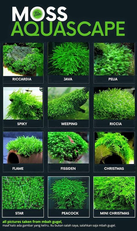 Moss Aquascape, Aquarium Wall, Tanaman Air, Freshwater Plants, Aquarium Garden, Types Of Moss, Freshwater Aquarium Plants, Taman Air, Fish Tank Terrarium