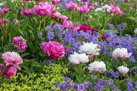 A border of mixed herbaceous peonies is always an image of beauty and elegance. If you plant peonies in your home garden, certainly consider planting them in groups. There is no doubt peonies are beautiful individually, but in drifts they create a magical and breathtaking scenery. Interplant them with the rich violet-blue blossoms of Geranium x magnificum and the lime green flowers of Alchemilla mollis (Lady's Mantle) and enjoy a terrific spring garden! Rozanne Geranium, New England Garden, Hardy Geranium, Lady's Mantle, Paeonia Lactiflora, Best Perennials, Garden Shrubs, Peonies Garden, Plant Combinations