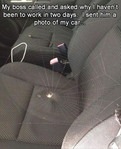 Where's my hairspray?? Funny Spider Memes, Spiders Funny, Chef Hat, Laughing So Hard, Best Funny Pictures, Bones Funny, Funny Posts, Funny Cute, A Car