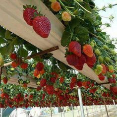 Cool greenhouse idea, great recycle of gutters. Could also just stack these gutters on a vertical frame and put them next to your house or behind your raised garden beds. Fruit Garden Layout, Strawberries Growing, Hydroponic Strawberries, Herb Diy, Gutter Garden, Vertical Garden Design, Strawberry Planters, Vertical Vegetable Garden, Flower Tower