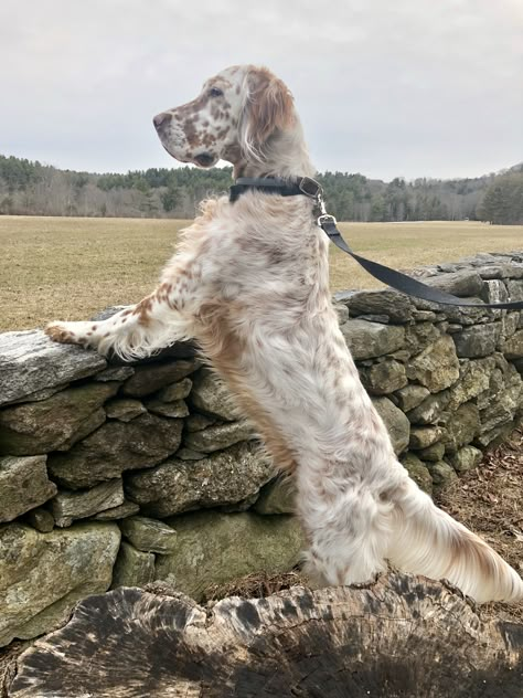 English Setter Aesthetic, English Setter Puppies, Setter Dogs, Dog Days Are Over, English Setter Dogs, English Setters, Every Dog Breed, Farm Dogs, Horses And Dogs