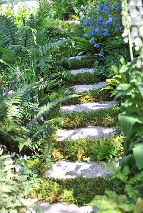 Chelsea Flower Show Gardens, Cornwall Garden, Micro Climate, Terraced Gardens, Huge Tree, The Eden Project, Cornish Cottage, Arbor Trellis, House Aesthetics