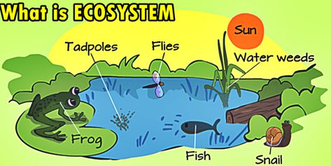 Ecosystem Art, Organization Of Life, Grade 7 Science, Science Diagram, Science Videos For Kids, Characteristics Of Living Things, Earth System, Ecosystems Projects, Forest Project