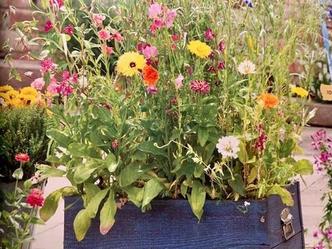 Grow a Mini Wildflower Garden | Home, Garden and Homestead Potted Wildflowers Gardens, Wildflower Garden In Pots, Wildflower In Pots, Wildflowers In Containers, Wildflower Window Boxes, Growing Wildflowers In Pots, Wildflower Planter Boxes, Wild Flower Planters, Wildflower Container Garden