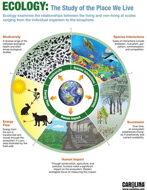 Ecology: The Study of the Place We Live Ecological Relationships, Science Infographics, Secondary Science, 6th Grade Science, Environmental Studies, Teaching Biology, Environmental Education, Homeschool Science, Science Classroom