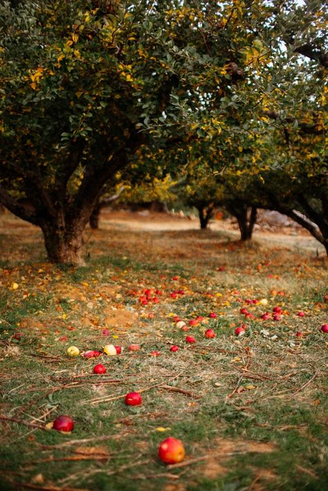 Apple Picking Aesthetic Fall, Apple Picking Aesthetic, Apple Hill California, Tarah Dewitt, Orchard Photography, Apples Wallpaper, Fall Apple Picking, Apple Picking Fall, Apple Autumn