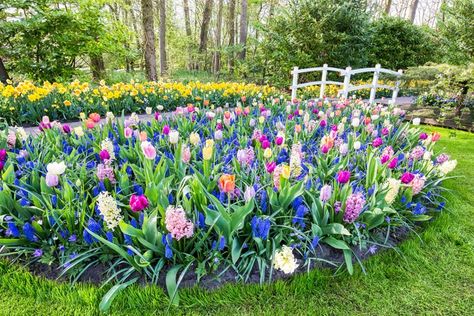 Tulip And Hyacinth Garden, Tulip Planting Design, Landscaping With Bulbs, Tulip Garden Layout, When To Plant Bulbs, Hyacinths Garden, Bulbs Garden Design, Spring Bulbs Garden, Bulb Garden