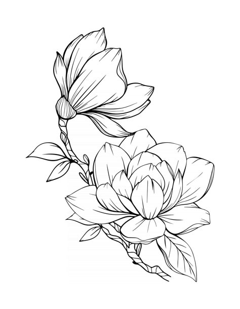 Magnolia Flower Outline Magnolia LIne Art Line Drawing Line Art Peony, Peony Outline, Easy Pencil Drawings, Magnolia Tattoo, Flower Line Drawings, Flower Drawing Design, Flower Outline, Flower Art Drawing, Pencil Drawings Easy