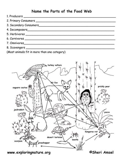 Name the Parts of a Food Web -- Exploring Nature Educational Resource Biology Classroom, 7th Grade Science, 8th Grade Science, 4th Grade Science, 6th Grade Science, Biology Lessons, 5th Grade Science, Teaching Biology, Food Web