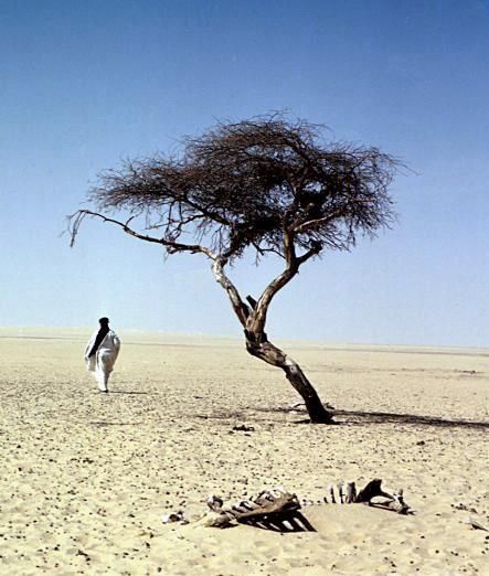 How unbelievably sad. The “world’s loneliest tree”—an acacia in the midst of the Sahara desert—stood for decades as the only sign of life within a 400 meter radius, and was ultimately felled in 1973 by a drunk driver. Tree Garden Design, Abide In Christ, Famous Trees, The Sahara Desert, Lone Tree, Water Table, Sahara Desert, Tree Hugger, In The Desert