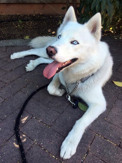 Husky White, White Siberian Husky, White Husky, Cute Husky, Dogs For Adoption, Cute Little Puppies, Pretty Dogs, Pretty Animals, Husky Puppy