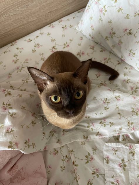 Burmese Cat Aesthetic, Brown Fluffy Cat, Chocolate Brown Cat, Burnese Cats, White And Brown Cat, Kittens Brown, Light Brown Cat, Dark Brown Cat, Burmese Cats