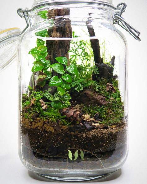 Terrarium Closed, Forest Terrarium, Best Terrarium Plants, Terrarium Scene, Tropical Terrariums, Build A Terrarium, Bonsai Forest, Seed Starter Kit, Terrarium Bowls