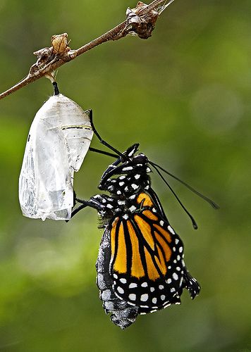 Newborn Monarch Butterfly and Chrysalis. | by pedro lastra Butterfly And Caterpillar, Pretty Insects, Caterpillar To Butterfly, Butterfly Cocoon, Butterfly Chrysalis, Fairchild Tropical Botanic Garden, Moth Caterpillar, Monarch Butterflies, Butterflies Flying