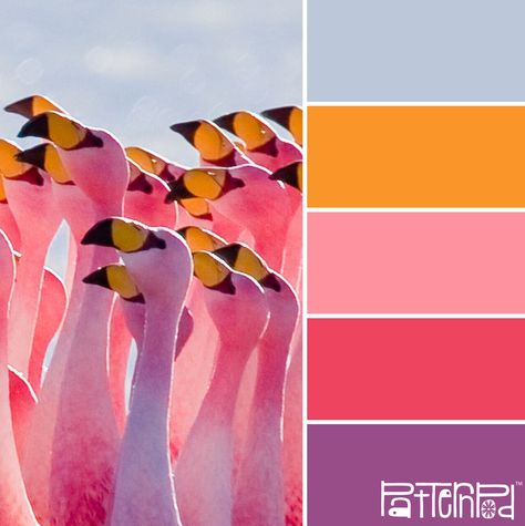 Flush Flamingo #patternpod #patternpodcolor #color #colorpalettes Flamingo Colour Palette, Flamingo Color Palette, Flamingo Color, Color Schemes Colour Palettes, Color Palate, Design Seeds, Color Palette Design, Color Harmony, Colour Palettes