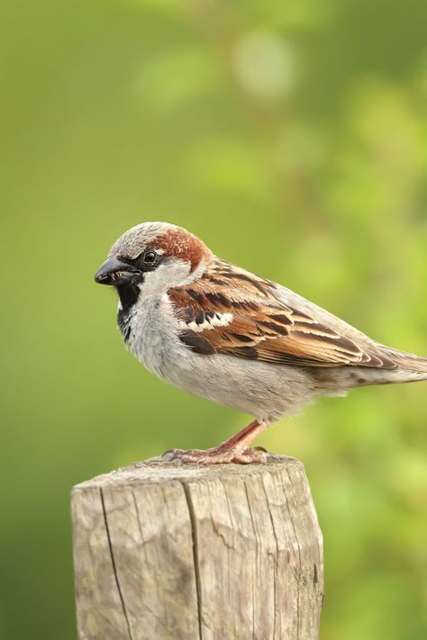 Get to know the House Sparrow, a common yet charismatic bird that frequents gardens and urban areas. Explore its habitat, diet, and fascinating social behaviour. Sparrow Art, Bird Facts, Bird Quotes, House Sparrow, Common Birds, Sparrow Bird, World Birds, Bird Wallpaper, Sparrows