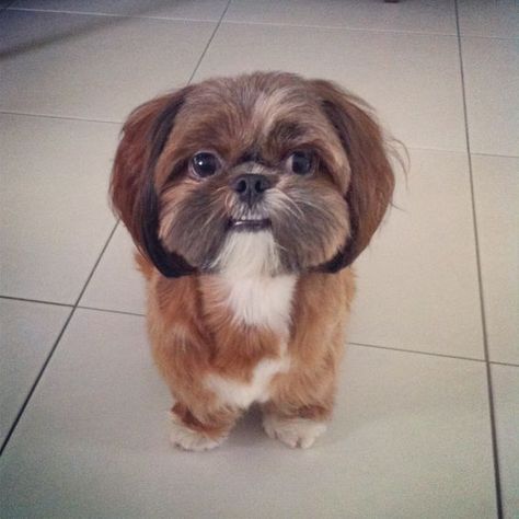 8 Problems Only Shih Tzu Owners Will Understand - The Paws Corte Shitzu, Awkward Smile, Shih Tzu Training, Baby Shih Tzu, Shih Tzu Haircuts, Perro Shih Tzu, Chien Shih Tzu, Shitzu Dogs, Shitzu Puppies